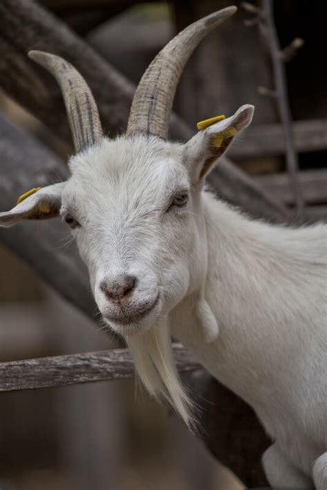 Face Of A White Goat Clippix Etc Educational Photos For Students And