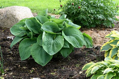 If your goal is dividing large hosta plants into several viable clumps, insert a spade into soil outside the dripline of leaves. Tips for Growing Hostas Inside