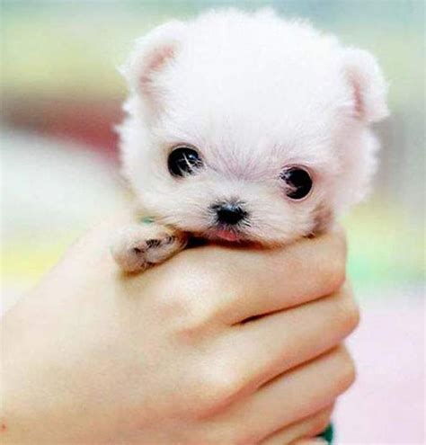 Worlds Cutest Dog 2014 The Cutest Things Ever Pinterest Dog And