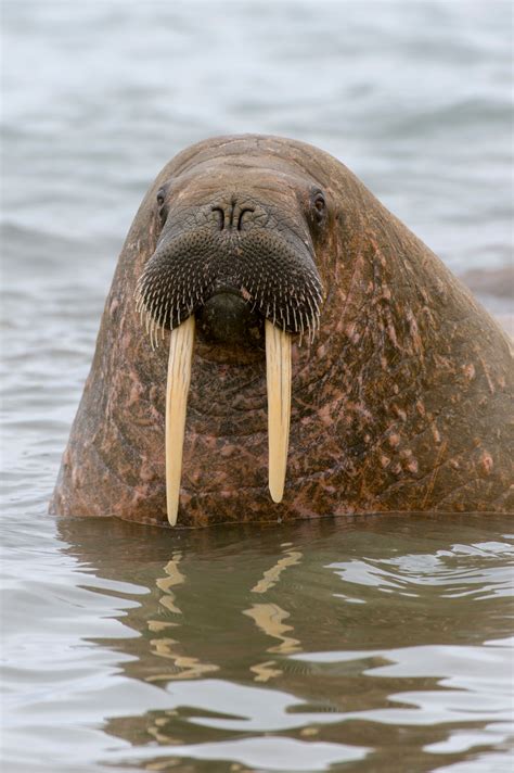 Village On Coast Of Alaska Is Overrun By Thousands Of Walruses Metro News