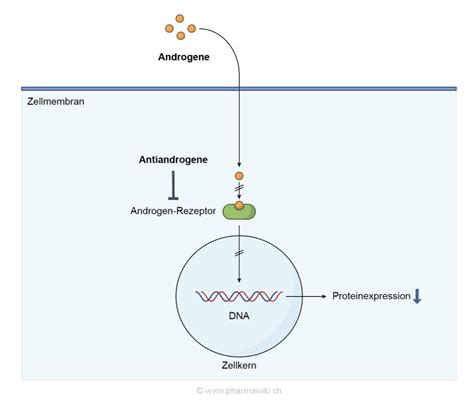 Pharmawiki Antiandrogene