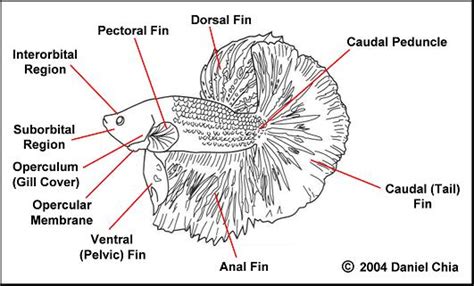 Understanding The Betta Fish Anatomy Build Your Aquarium