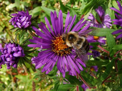 Bumble Bee On Aster New England