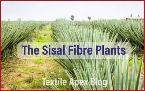 An Overview Of Sisal Fibre Textile Apex
