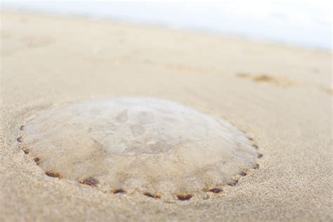 Free Photo Jellyfish On The Beach Animal Beach Beachlife Free