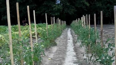 Training & Staking Tomatoes - Growing Organic Vegetables ...