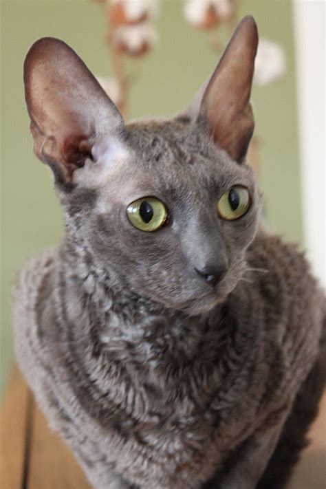 Cornish Rex Cat At The Great Cat In History Art And Literature