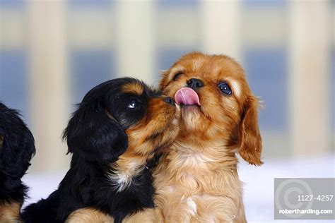 In 1903, the kennel club combined four separate toy spaniel breeds under this single title. Cavalier King Charles Spaniel, puppies, | Stock Photo