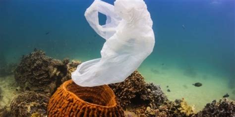 New Study Finds Great Barrier Reef Corals Eat Plastic Pollution