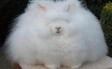 Super Fluffy Bunny Meet The Worlds Fluffiest Rabbit Hop To Pop