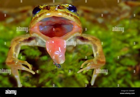 Frog Catching Fly Tongue Hi Res Stock Photography And Images Alamy