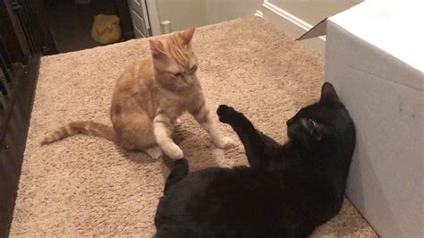 However, if you notice one cat biting the other in order to cause harm, then your cats are probably fighting instead of playing. Cats Play Fighting - YouTube