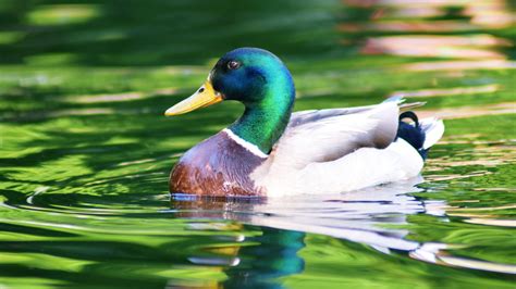 White Aquamarine Duck Is Swimming On Water 4k Hd Animals Wallpapers