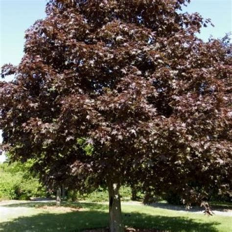 Maple Norway Royal Red Shade Trees Trees Plants And Flowers