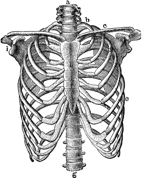 Ribs Anatomy Human