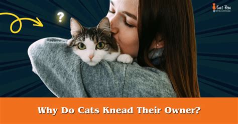 Why Do Cats Knead Their Owner Decoding The Mystery