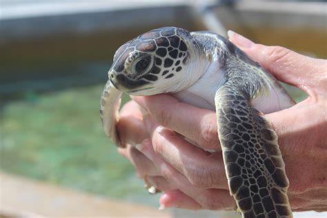 Sea Turtle at the Cayman Turtle Farm. | Turtle, Sea turtle ...