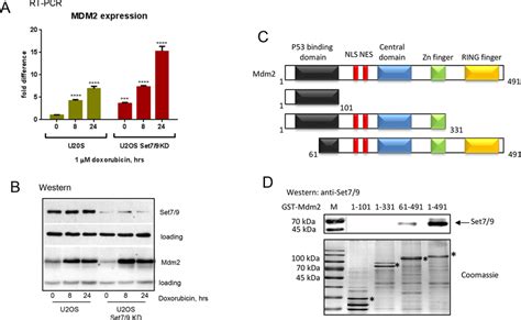 Set7 9 Regulates The Level Of Mdm2 Expression Upon Genotoxic Stress A Download Scientific