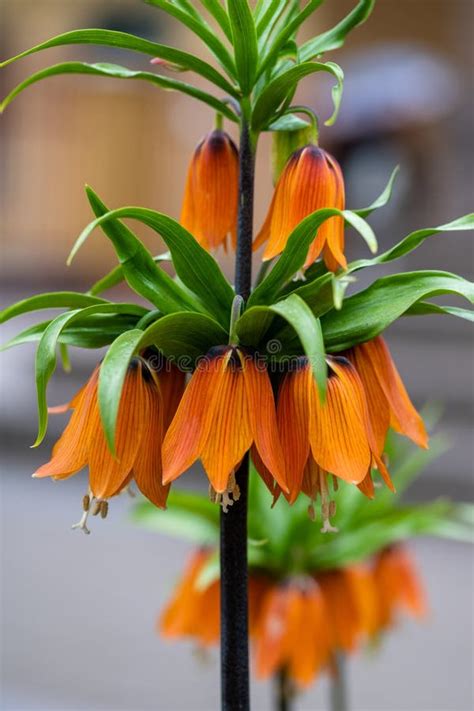 Orange Bell Shaped Flowers Imperial Grouse Fritillaria Imperialis