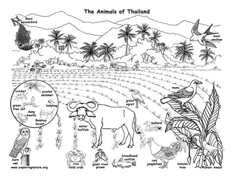 Thailand Habitats Animals And Activities