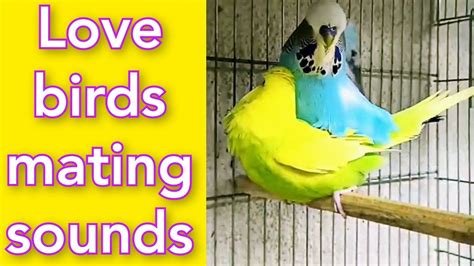 Love Birds Sounds Parakeets Sounds Budgies Sounds Love Birds