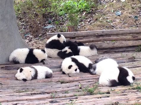 Groeneveld Adventures Baby Pandas Mostly Sleeping Riverside Park In