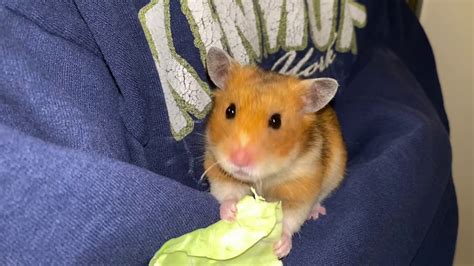 Kitkat The Cuddly Hamster And Cabbage Youtube