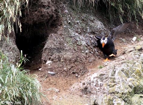 Tufted Horned Puffin Ocean Treasures Memorial Library