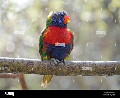 Parrot Rainbow Lorikeet Hi Res Stock Photography And Images Alamy
