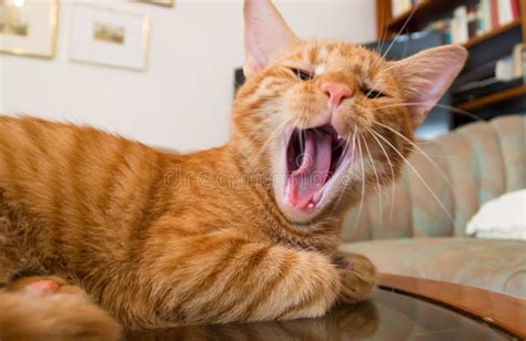 Cute Young Orange Cat Yawning Stock Image Image Of Yawning Domestic