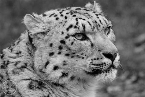 Snow Leopard Taken At Marwell Zoo Hampshire Uk Sarah Freeman Flickr