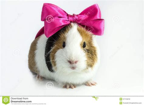 Guinea Pig With A Bow Stock Image Image Of Concepts 37110019