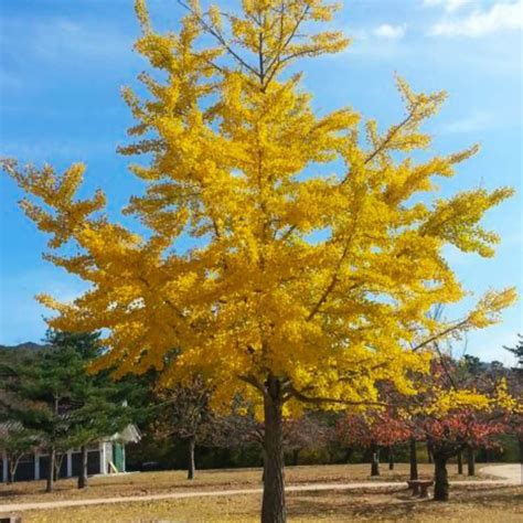 Ginkgo biloba, commonly known as ginkgo or gingko (both pronounced /ˈɡɪŋkoʊ/), also known as the maidenhair tree, is the only living species in the division ginkgophyta, all others being extinct. Ginkgo Biloba