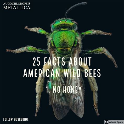 Enjoy 25 Bee Facts On World Bee Day Protecting Bees