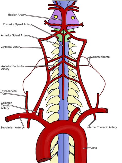 Vertebral Artery Branches Anatomy