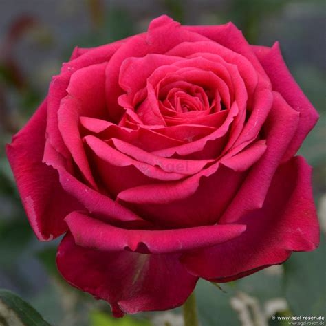 Buy Régis Marcon ® Floribunda Rose Agel Rosen