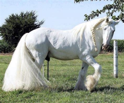 Top 20 Most Beautiful Horses In The World Beautiful