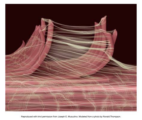 Myofascial Memory Does Myofascial Tissue Hold Memories