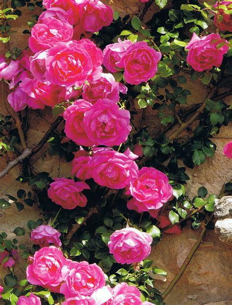 ~in The Gardens Of Mas De Bérard Hot Pink Climbing Rose