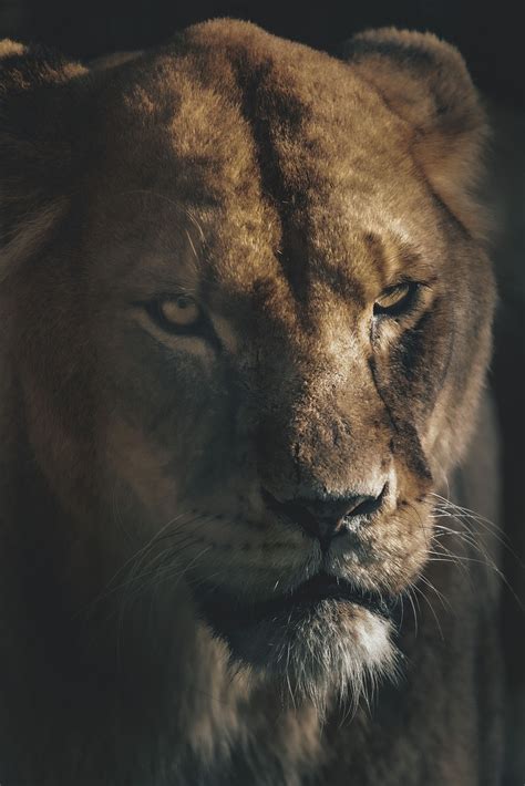 Lioness Lion Mammal Free Photo On Pixabay Pixabay