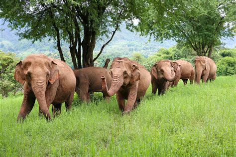 Save Elephant Foundation Rescuing And Caring For Asian Elephants