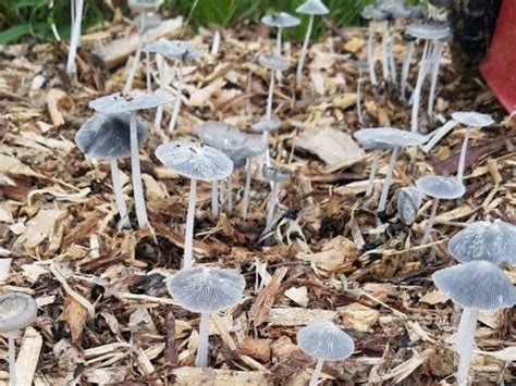 Why Do Mushrooms Grow In Gardens My Heart Lives Here