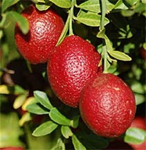 We did not find results for: Native Lime "Red Centre" - Perth, WA - Online Garden Centre