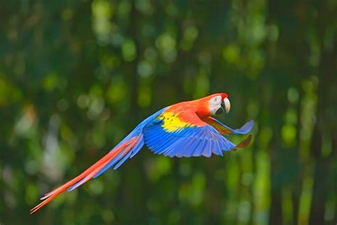 Awesome Native Animals You Must See In Costa Rica