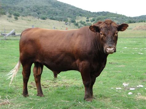 Red Angus Mayo Red Angus Bulls Red Angus Angus Bulls Red Angus Cows