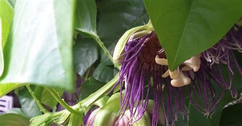 Daun pokok bunga jepun mengandungi asid fenolik, fenol, favonol, kumarin yang berbau wangi, fosforus, hemiselulosa, kalium, kalsium, lignin, magnesium, nitrogen, polifenol dan selulosa. diari kebun~@na: Wangi bunga markisa