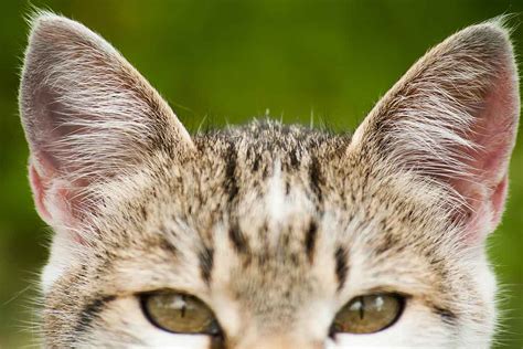Ears To You Listen To What Your Cats Ears Say Fear Free Happy Homes
