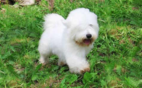 Coton De Tulear Breed Information And Pictures Euro Puppy