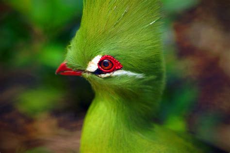 The 10 Most Beautiful Exotic Birds In The World