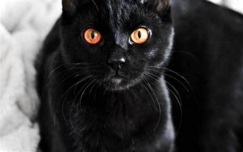 Why Do Some Black Cats Have Orange Eyes Cat Queries